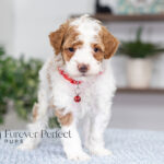 Echo | Red Parti Poodle for sale