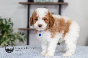 Eddie photo 4