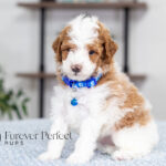 Eddie | Blue Merle & Tan Parti Poodle for sale