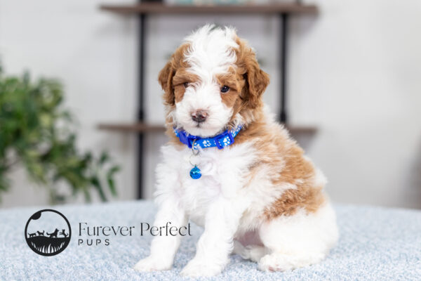 Eddie Poodle Puppy