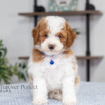 Eddie (3)