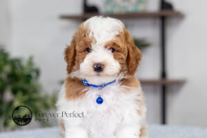 Eddie photo 2
