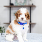 Eddie | Blue Merle & Tan Parti Poodle for sale