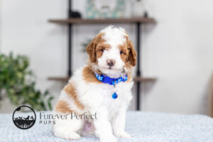 Eddie photo 7