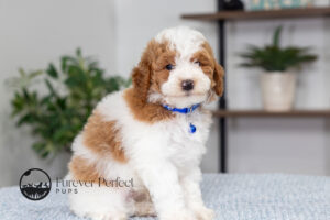 Eddie photo 3