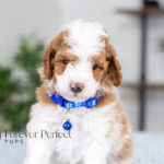 Eddie | Blue Merle & Tan Parti Poodle for sale