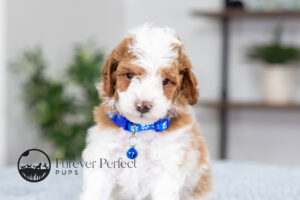 Eddie photo 6