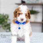 Eddie | Blue Merle & Tan Parti Poodle for sale