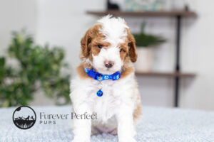 Eddie photo 5