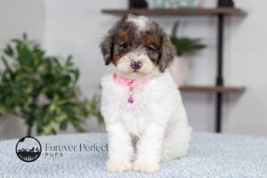Elsa Female Poodle