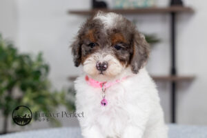 Elsa photo 3