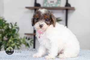 Elsa photo 2