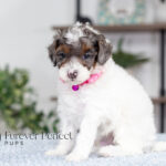 Elsa | Blue Merle & Tan Parti Poodle for sale