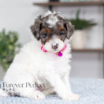 Elsa | Blue Merle & Tan Parti Poodle for sale