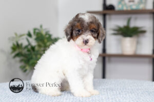 Elsa photo 1