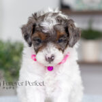 Elsa | Blue Merle & Tan Parti Poodle for sale