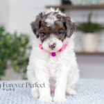 Elsa | Blue Merle & Tan Parti Poodle for sale