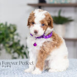 Everly | Red Parti Poodle for sale