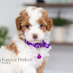 Everly | Red Parti Poodle for sale