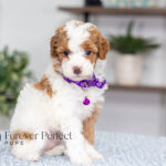 Everly | Red Parti Poodle for sale