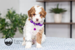 Everly Female Poodle