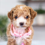 Gabby | Ruby Poodle for sale