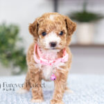 Gabby | Ruby Poodle for sale