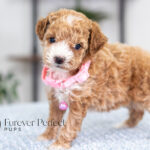 Gabby | Ruby Poodle for sale