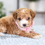 Gabby | Ruby Poodle for sale