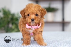 Giselle Female Poodle