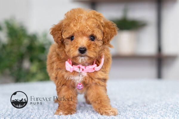 Giselle, female poodle at furever perfect pups