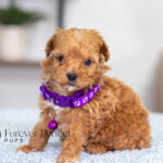Giselle | Ruby Poodle for sale