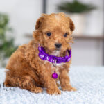 Giselle | Ruby Poodle for sale