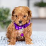 Giselle | Ruby Poodle for sale