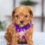 Giselle | Ruby Poodle for sale