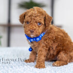 Graham | Ruby Poodle for sale