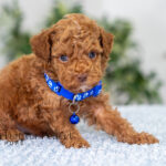 Graham | Ruby Poodle for sale