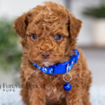 Graham | Ruby Poodle for sale