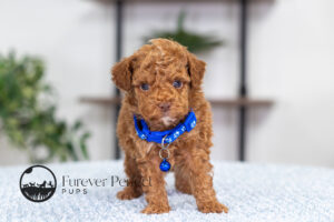 Graham Male Poodle