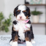 Jenga | Tri Bernedoodle for sale