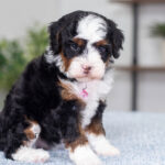Jenga | Tri Bernedoodle for sale