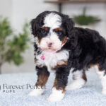 Jenga | Tri Bernedoodle for sale