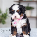 Jenga | Tri Bernedoodle for sale