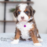 Jenny | Blue Merle w/Tan Bernedoodle for sale