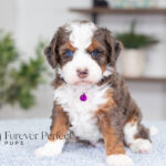 Jenny | Blue Merle w/Tan Bernedoodle for sale