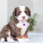 Jenny | Blue Merle w/Tan Bernedoodle for sale