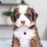 Jenny | Blue Merle w/Tan Bernedoodle for sale