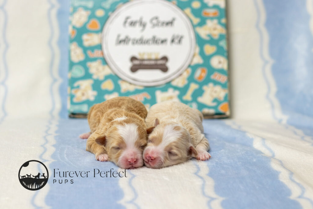 Male Puppy