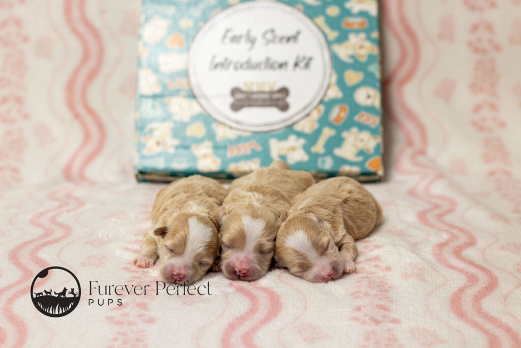 Female Puppy