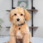 Nixon | Ruby Maltipoo for sale